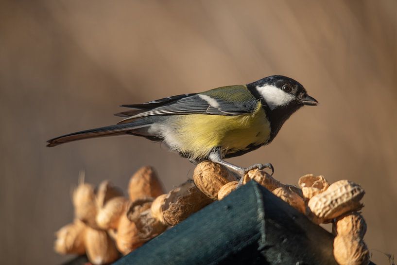 great tit by Tara Kiers
