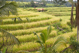 De groene rijstterrassen van Jatiluwih, Bali van Fotos by Jan Wehnert