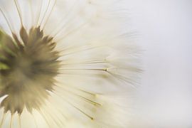 Golden yellow fluff ball