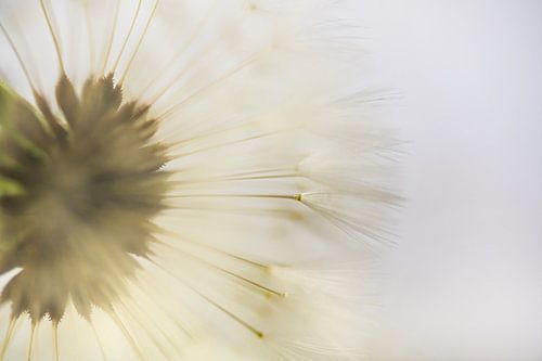 Golden yellow fluff ball