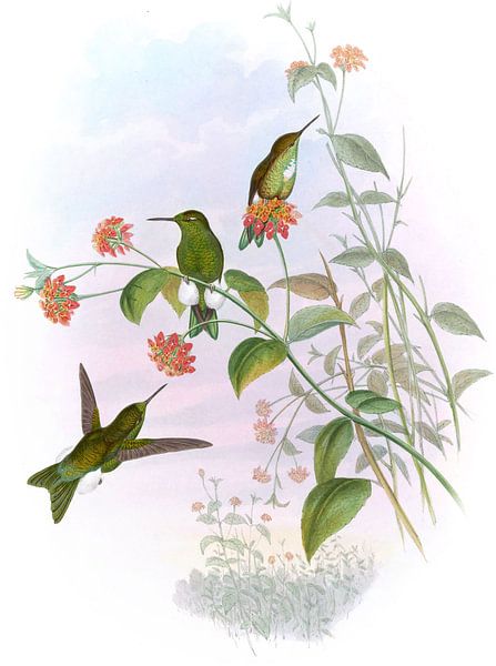 Metallic Puff-Leg, John Gould par Hummingbirds
