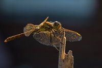 A resting Libelle on a stick.