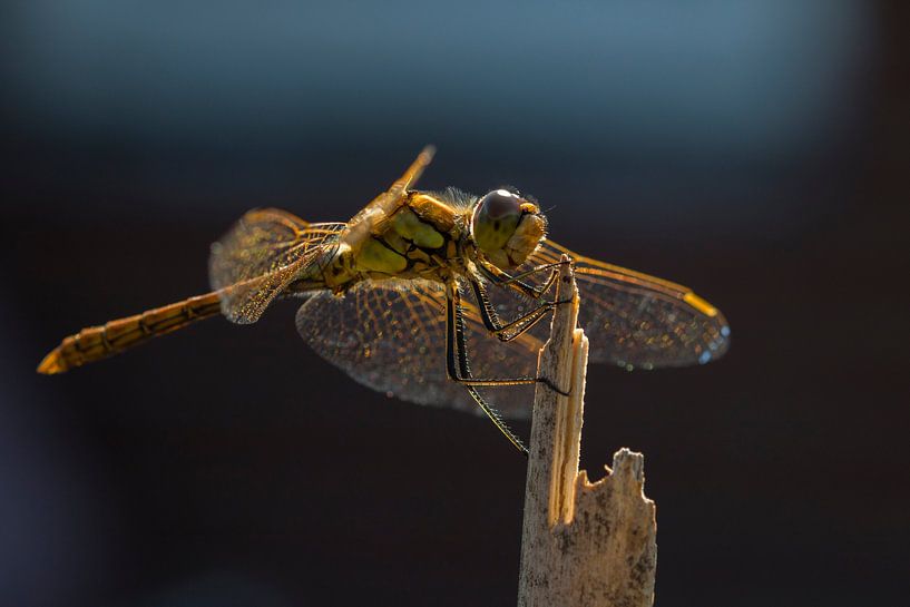 A resting Libelle on a stick. by Priscilla Lecomte