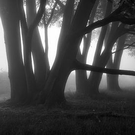 On a foggy morning..... by Peter Korevaar