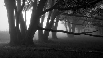 On a foggy morning..... by Peter Korevaar