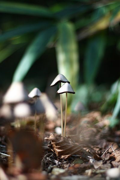 Together par Leonie Versantvoort