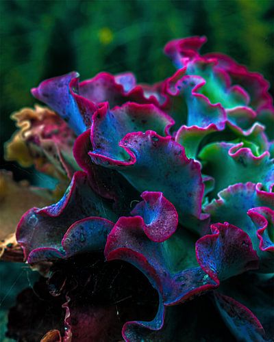 Echeveria 'Lady Aquarius'