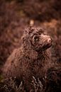 Labradoodle-Welpe im Moor von VeraMarjoleine fotografie Miniaturansicht
