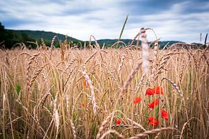 Getreidefeld mit Wildmohn