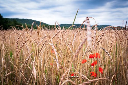 Grain field with wild poppies