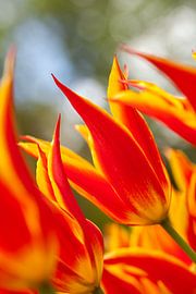 spring joy van Marika Rentier