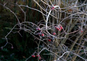 the last berries red in the morning frost by joyce kool