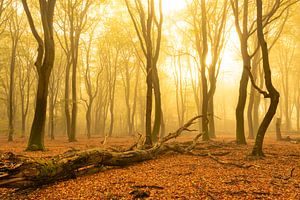 Nebliger Herbstmorgen in einem Wald von Sjoerd van der Wal Fotografie