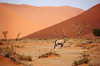 NAMIBIA ... Sossusvlei Oryx II von Meleah Fotografie Miniaturansicht