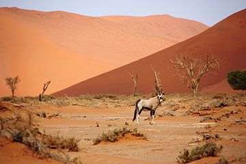 NAMIBIE ... Oryx de Sossusvlei II