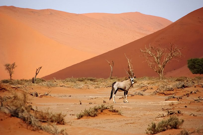 NAMIBIE ... Oryx de Sossusvlei II par Meleah Fotografie