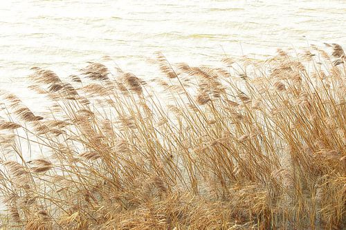 rietkraag in de wind
