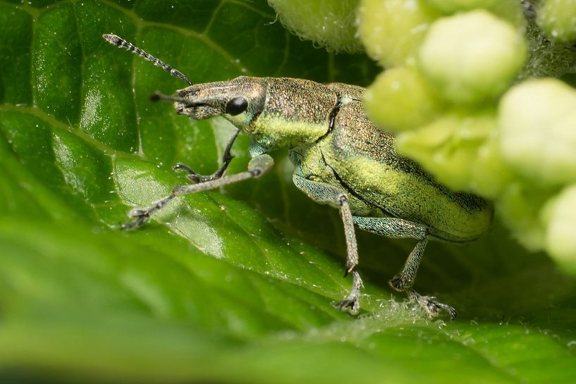 Groen insekt by Johan Slagers