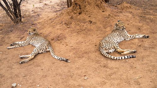 cheetah spiegelbeeld ?