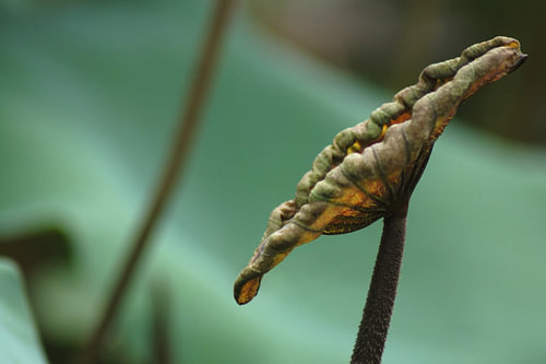 Eingerolltes Seerosenblatt
