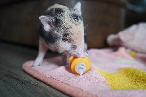 Bonte miniatuur handopfok biggetjes tijdens voedertijd