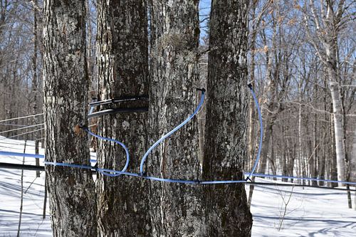 Een suikerstruik in het voorjaar