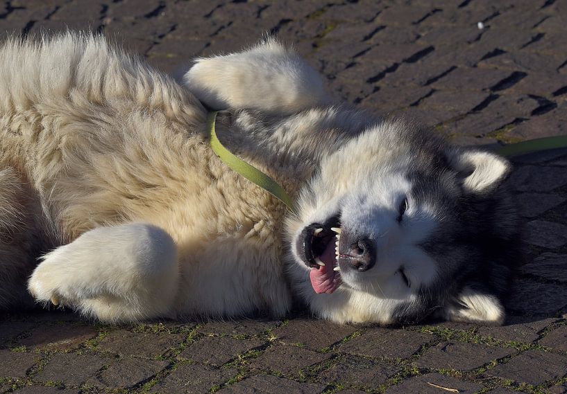 Siberian husky by UMWELTBILD Kurt Möbus