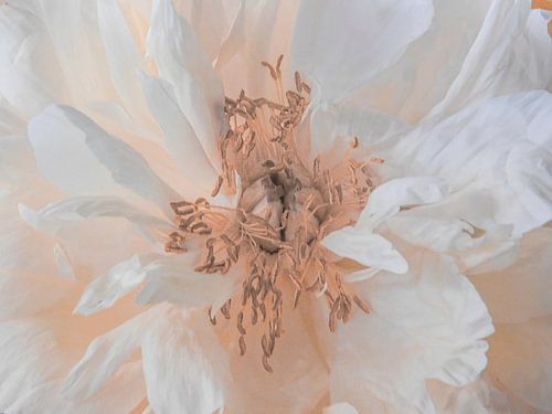 Peony in rosé