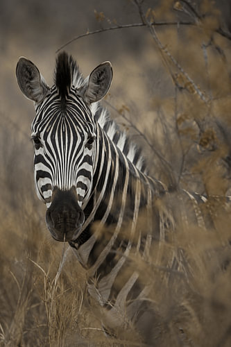 Majestätisches Zebra-Porträt – Afrikanische Tierfotografie