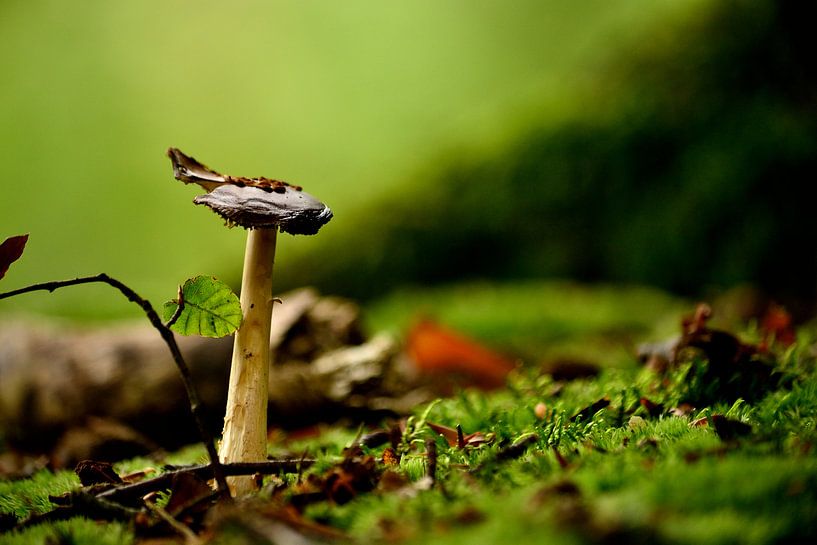 Paddenstoel par Arno-Jan Boere