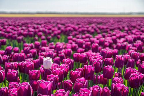 Champ de tulipes avec des tulipes violettes et une tulipe blanche.
