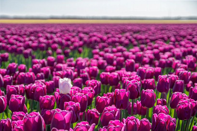 Tulip field with purple tulips and a white tulip. by Albert Beukhof