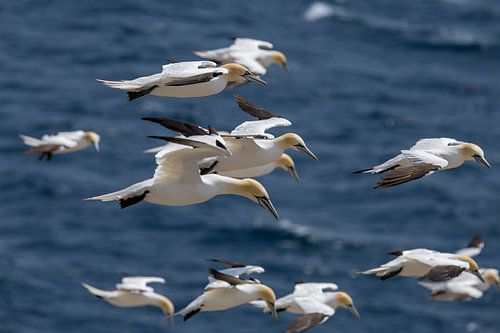 Gannet in flight by Menno Schaefer