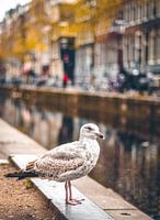 Red Light District (Amsterdam De Wallen )