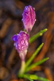 Purple Crocus Duo With Morning Dew Macro by Iris Holzer Richardson
