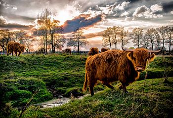 Schottische Hochländer Schinveld