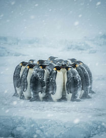Snowstorm Penguin Gathering by haroulita