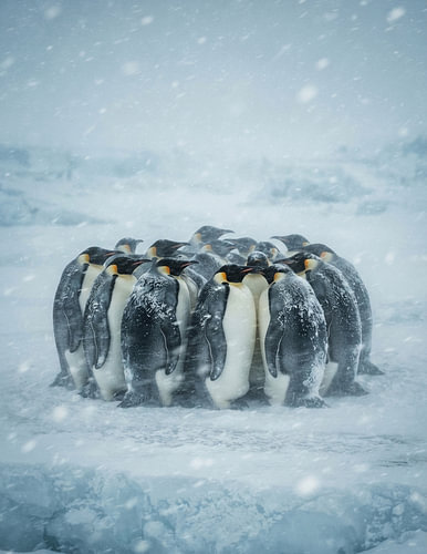 Pinguin-Treffen im Schneesturm