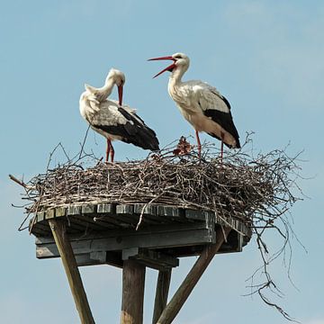 clattering storks by Yvonne Blokland