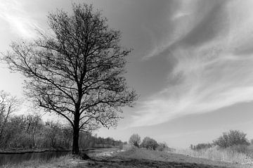 Arbre sur Robrecht Kruft