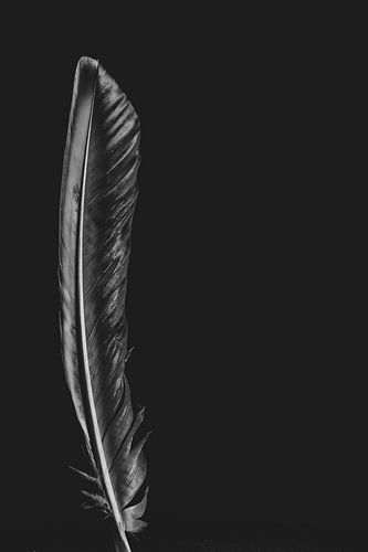 Black and white feather