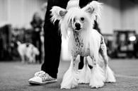 Chinese naakthond en matching gympen van Mirjam van den Berg thumbnail