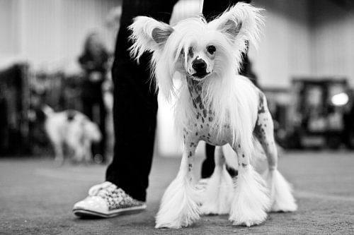 Chinese crested dog and matching trainers by Mirjam van den Berg