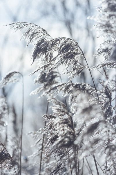 Zilver Gras Natuur in Winter van Imladris Images