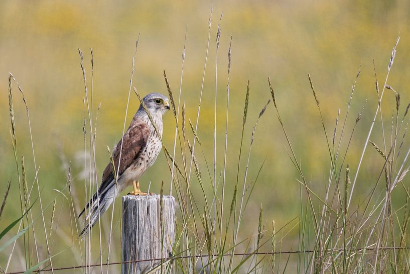 Turmfalke, Schouwen-Duiveland, Zeeland von Ronald Harmsen