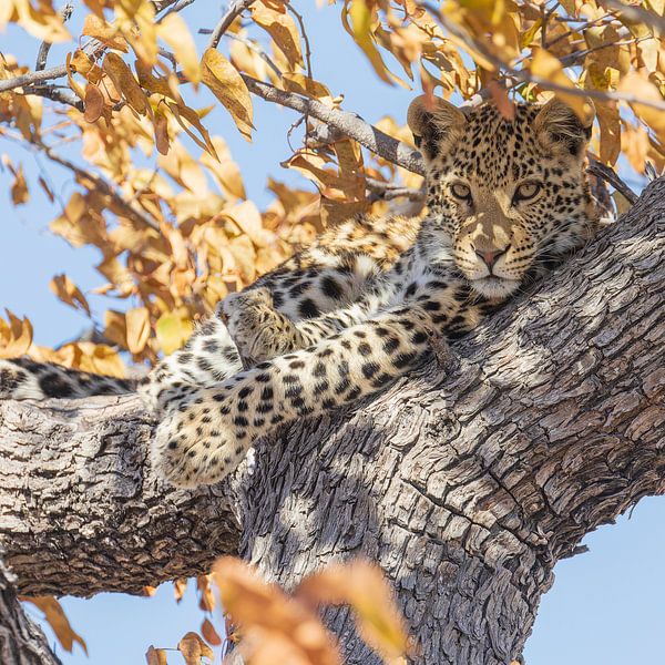 Leopard in a tree, frontal view (1x1) by Lennart Verheuvel