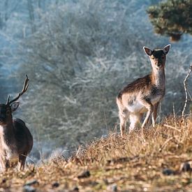 Bunch of deer sur Niels Boere