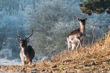 Couple of deers by Niels Boere