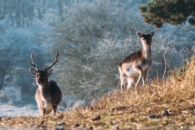 Bunch of deer par Niels Boere