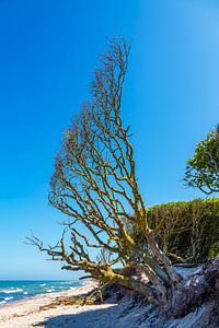 Küstenwald am Weststrand auf dem Fischland-Darß